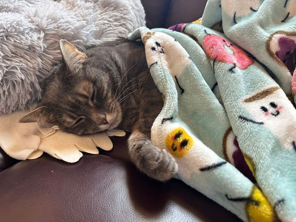 Seneca snuggled and wrapped in a cozy blanket on the couch