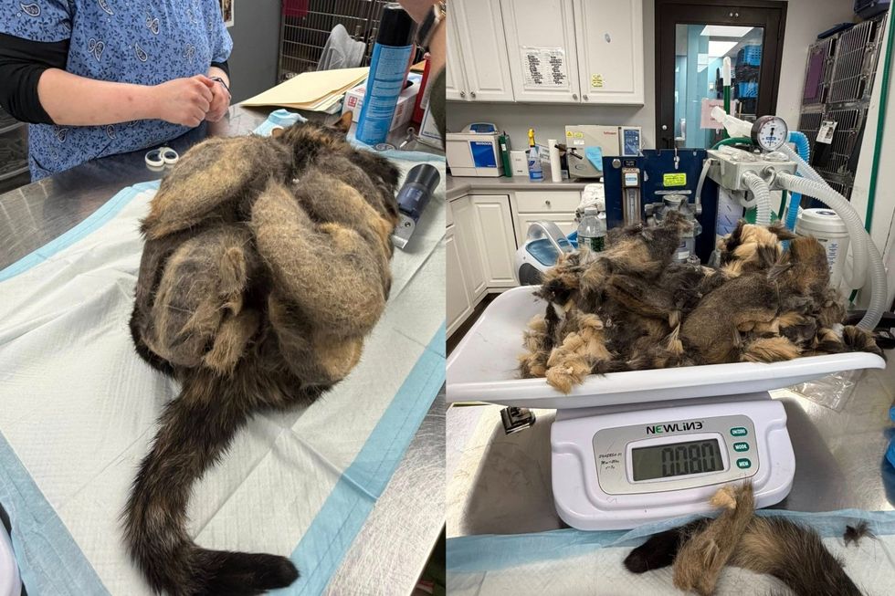 senior cat getting a shave