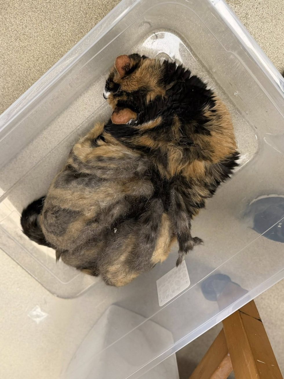 senior cat in a plastic box
