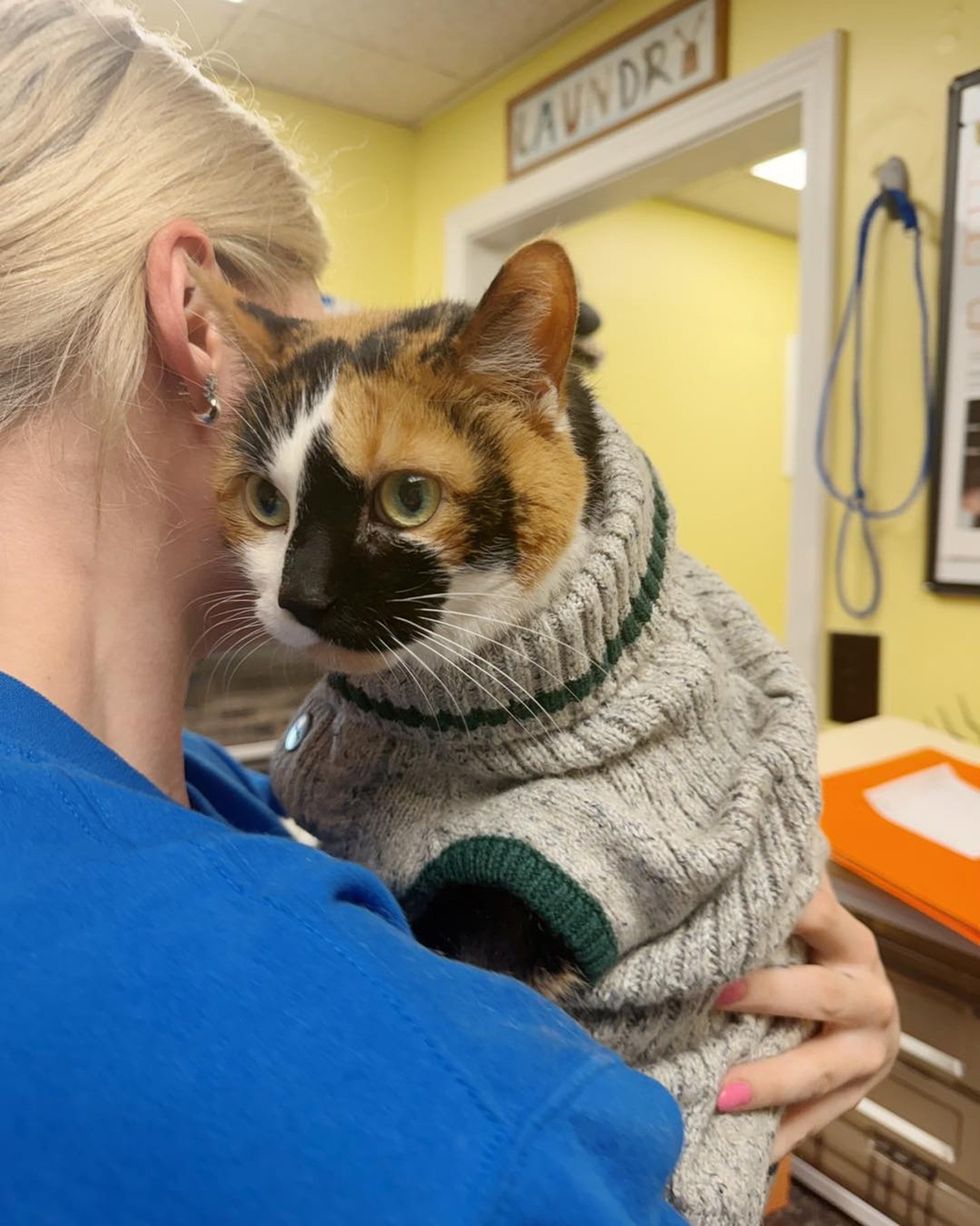 senior cat wearing sweater