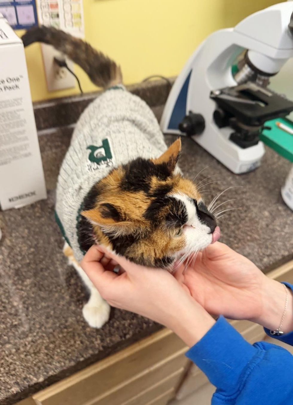 senior cat wearing sweater