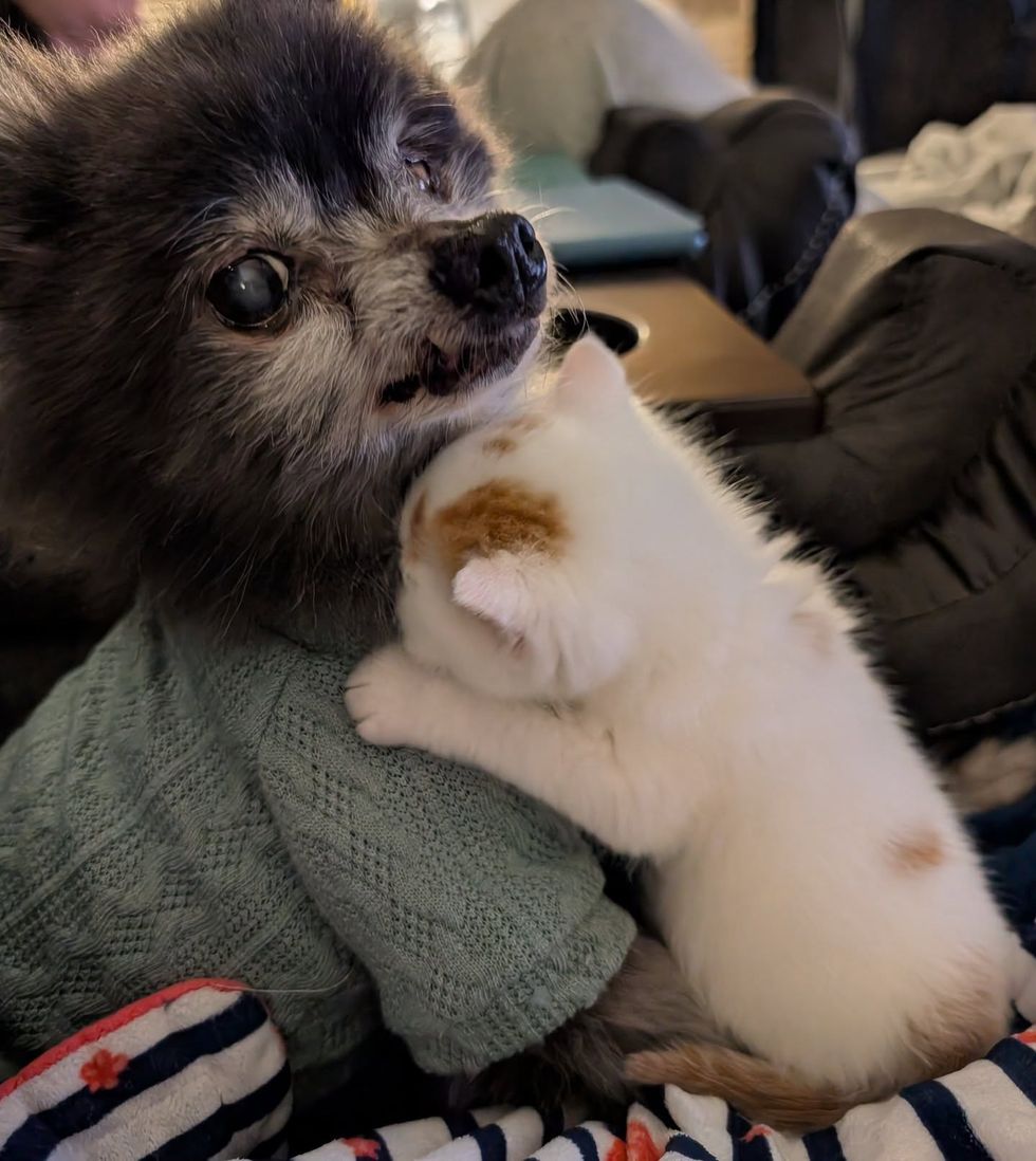 senior dog kitten hugs