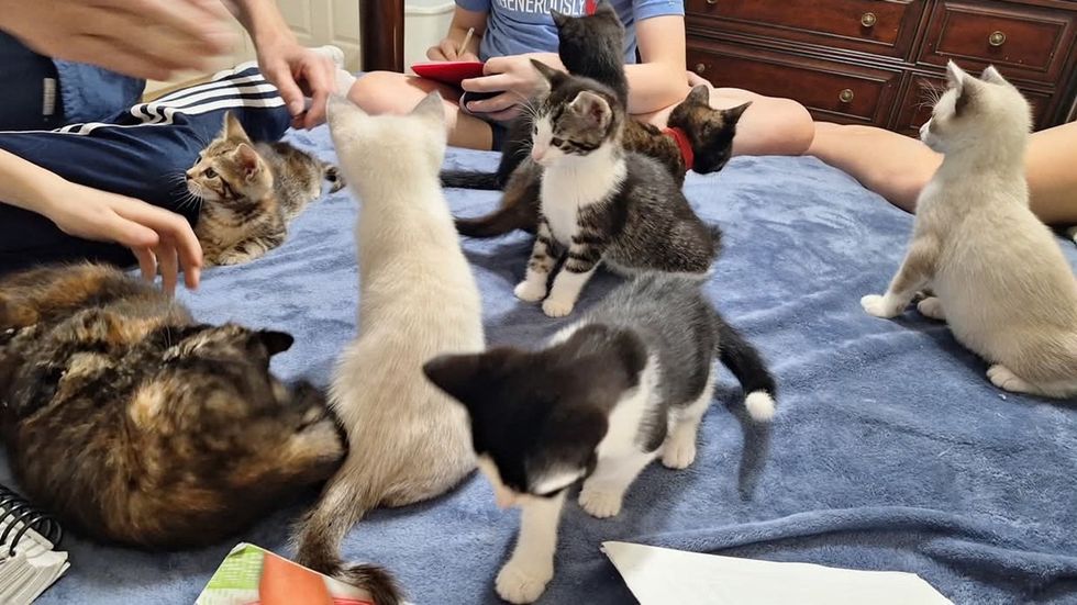 Several kittens play on a blue blanket surrounded by people\u2019s hands and legs.