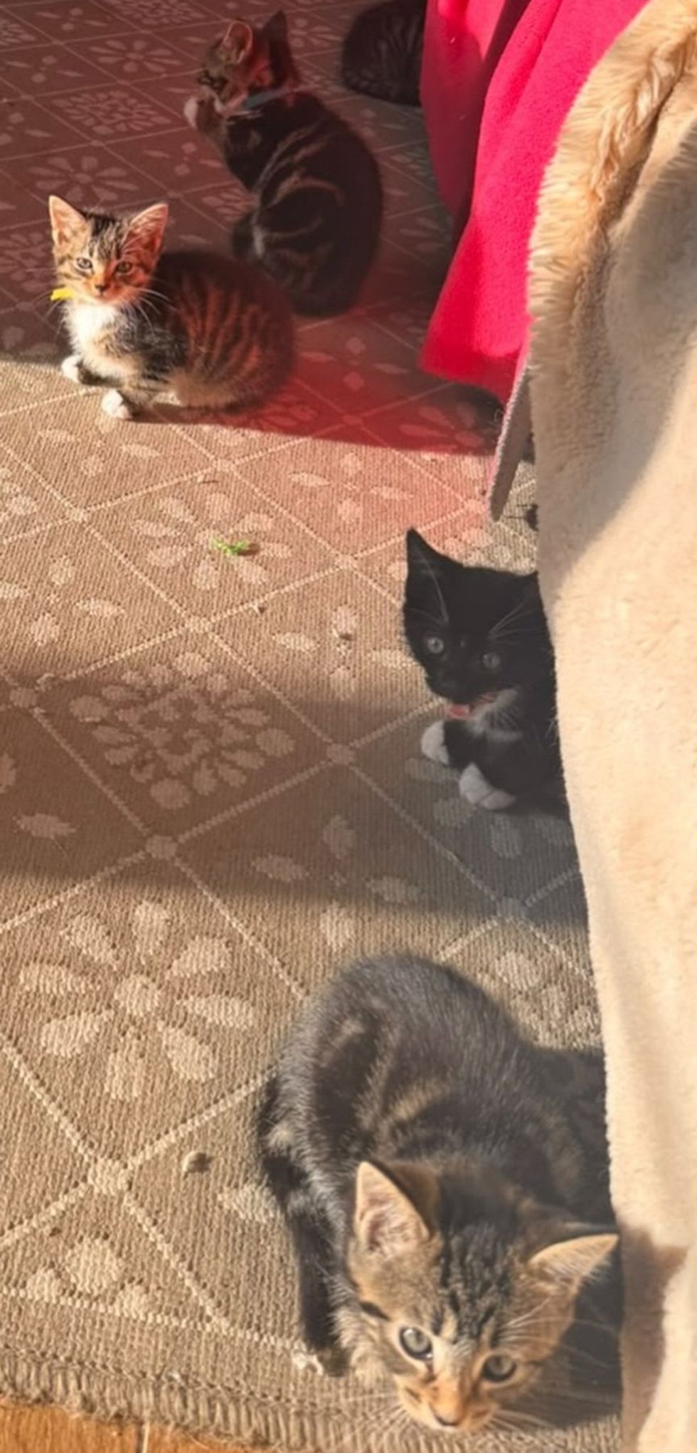 Several kittens sit in a sunlit room, some looking at the camera, others wandering.