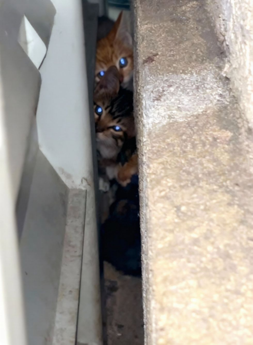 Several kittens wedged into a narrow gap in a wall, their eyes catching the light in the dark.