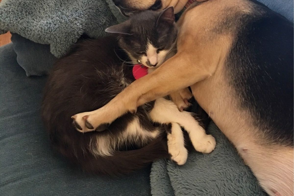 shelter cat adopted by beagle dog hug