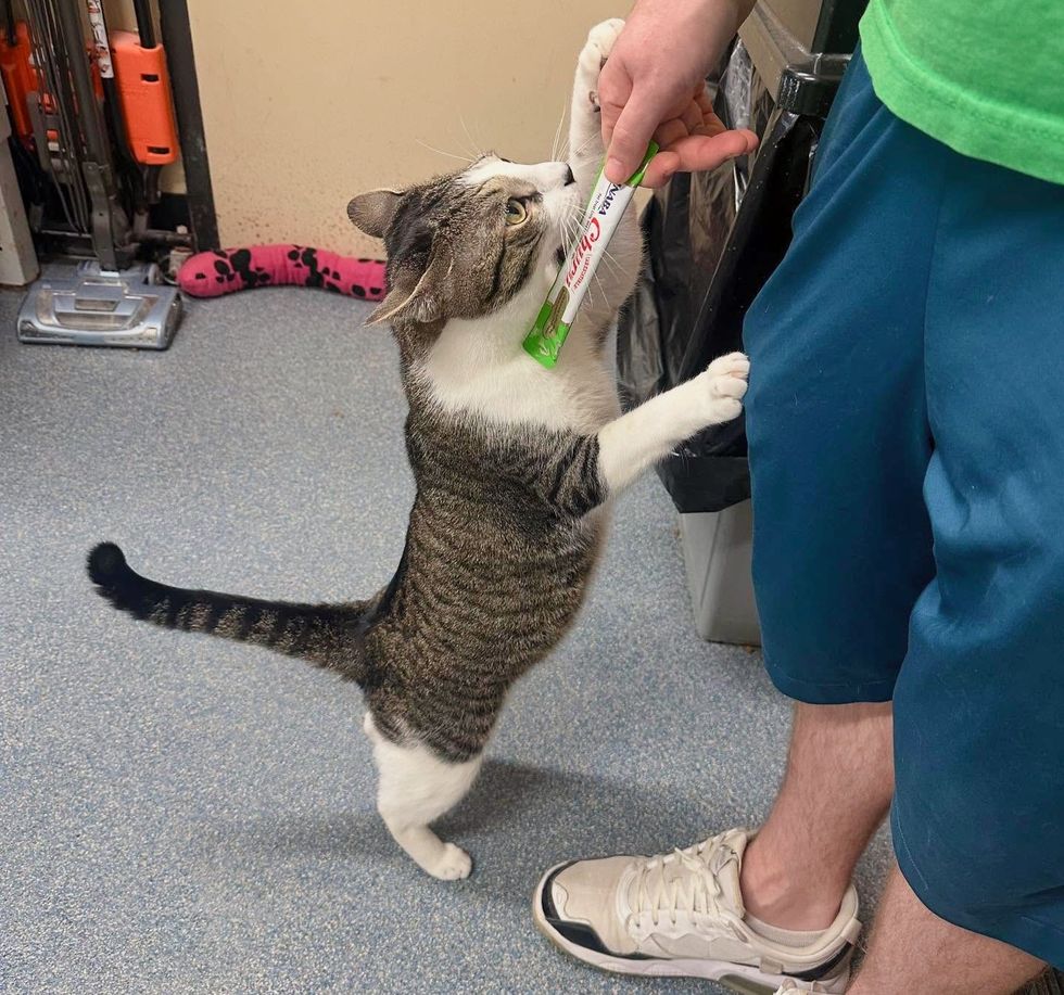 shelter cat begs food