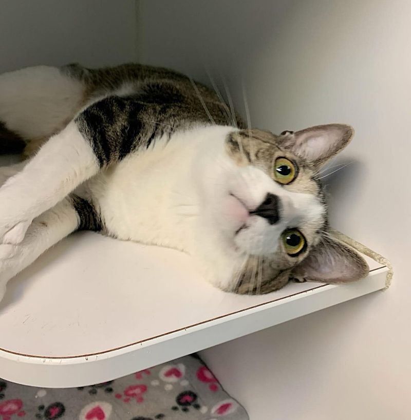 shelter cat cheeks