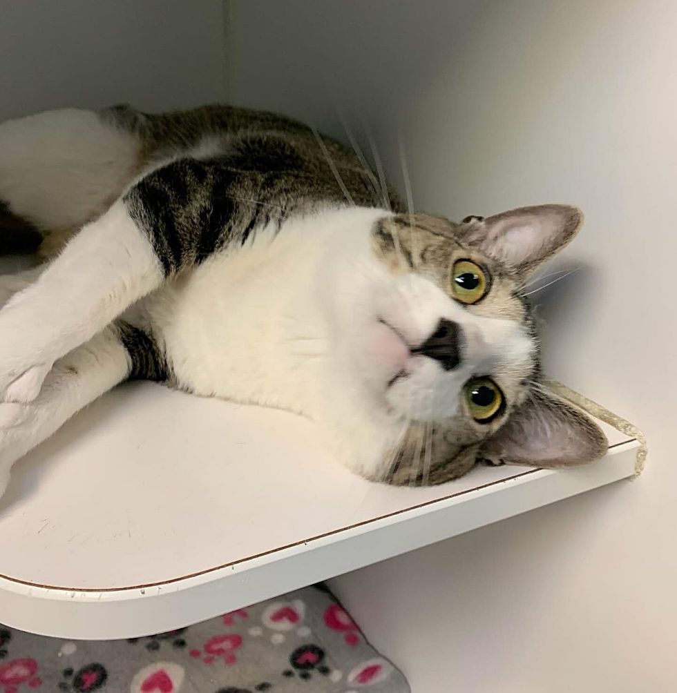 shelter cat cheeks