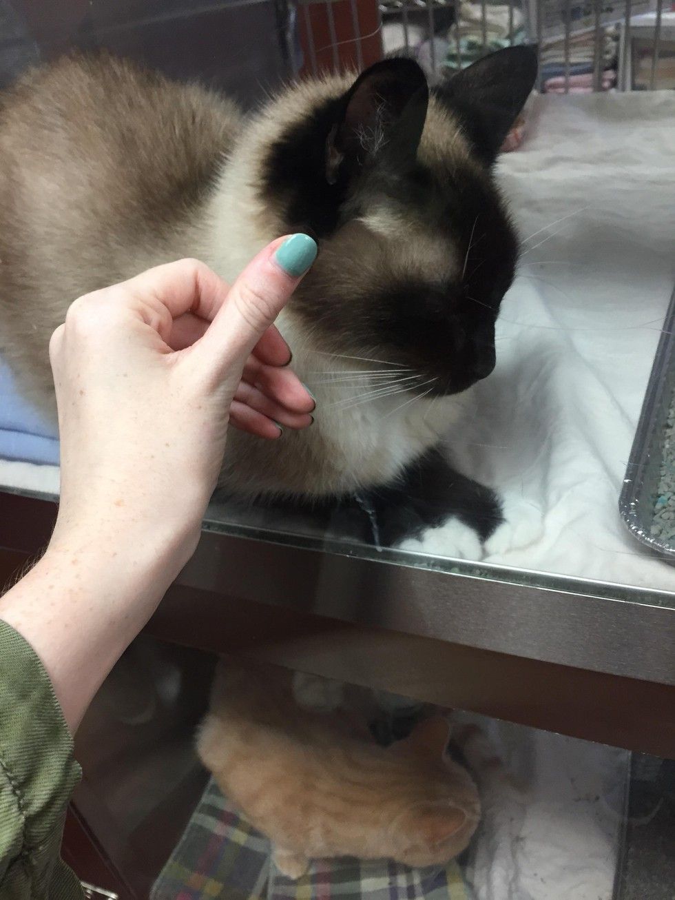 shelter cat chooses woman to adopt