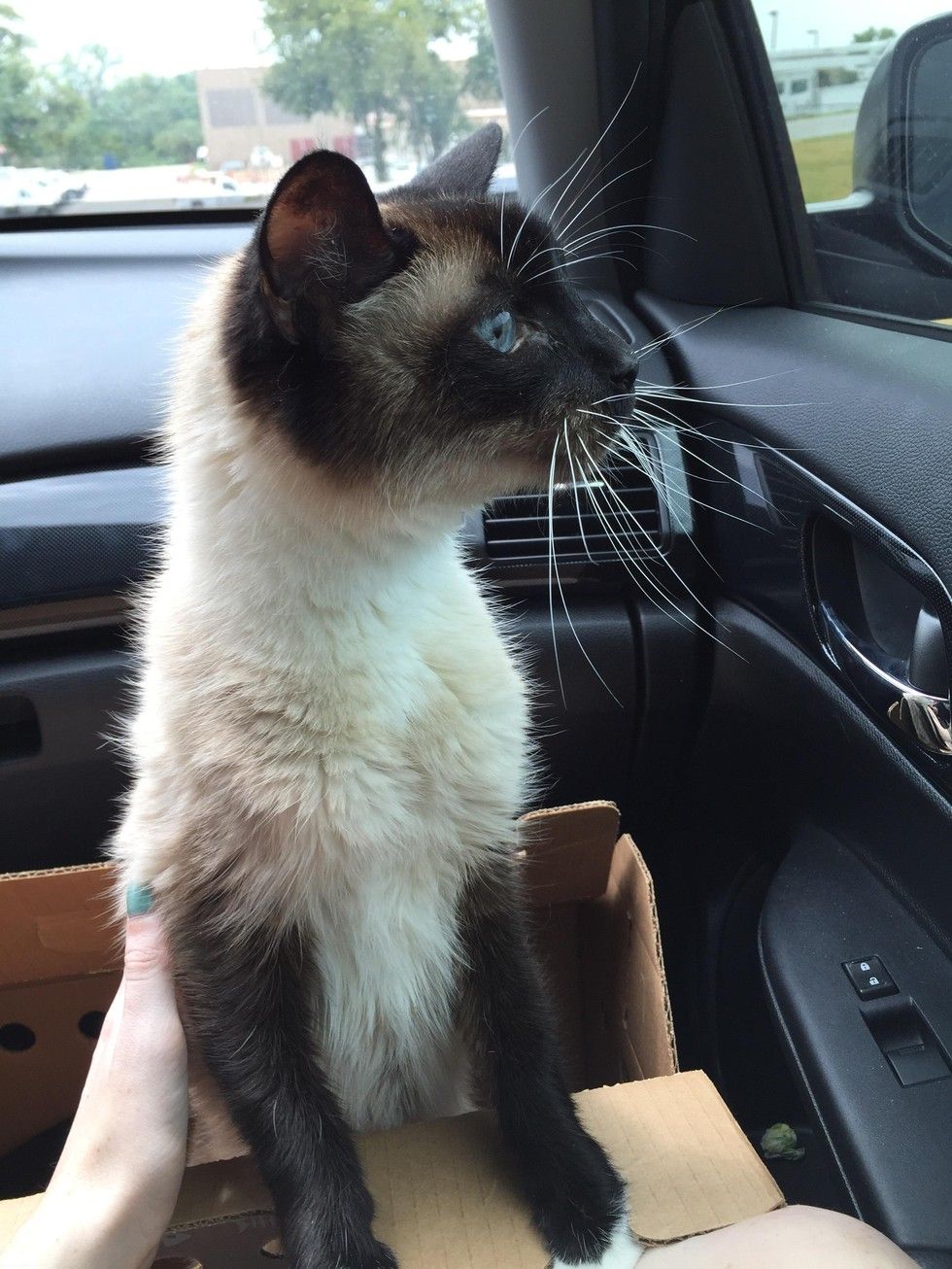 shelter cat chooses woman to adopt
