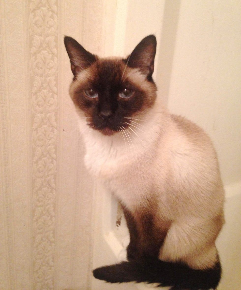 shelter cat chooses woman to adopt