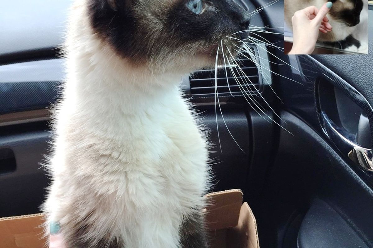 shelter cat chooses woman to adopt