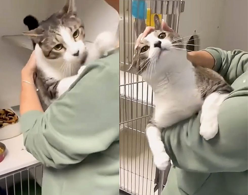 shelter cat hug