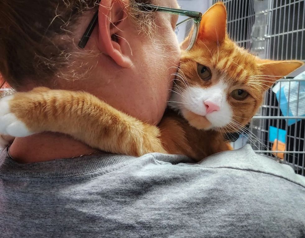 shelter cat hugs