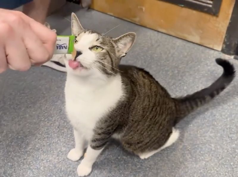 shelter cat loves food