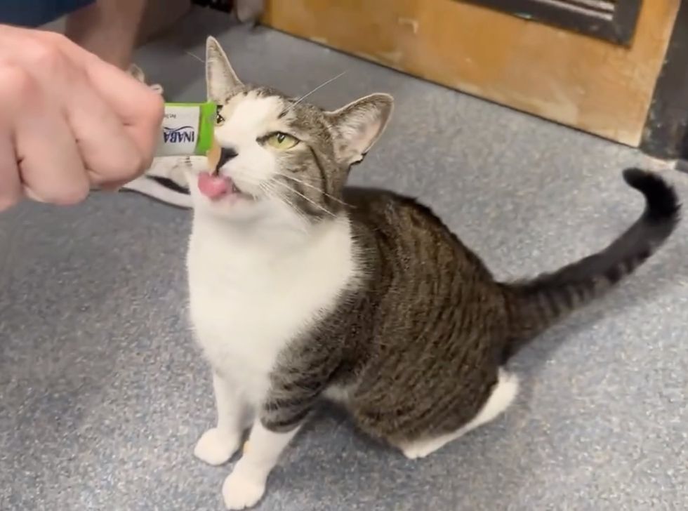 shelter cat loves food