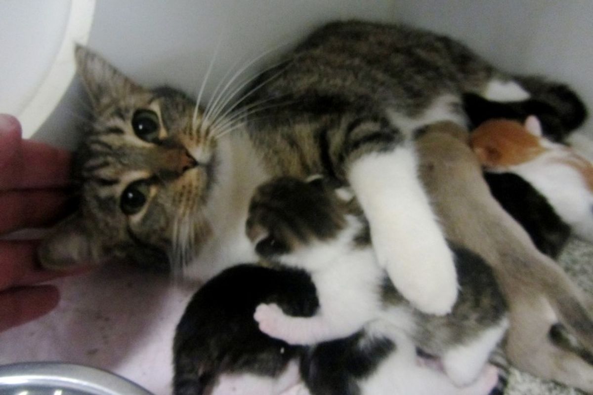 shelter cat moms adopt orphaned puppies
