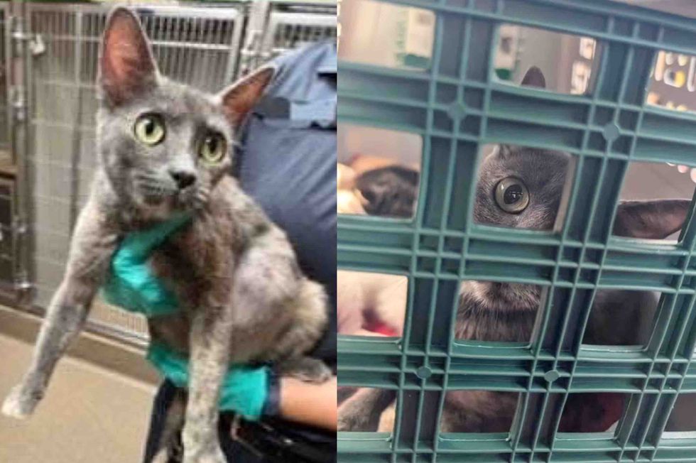 shelter cat rescue