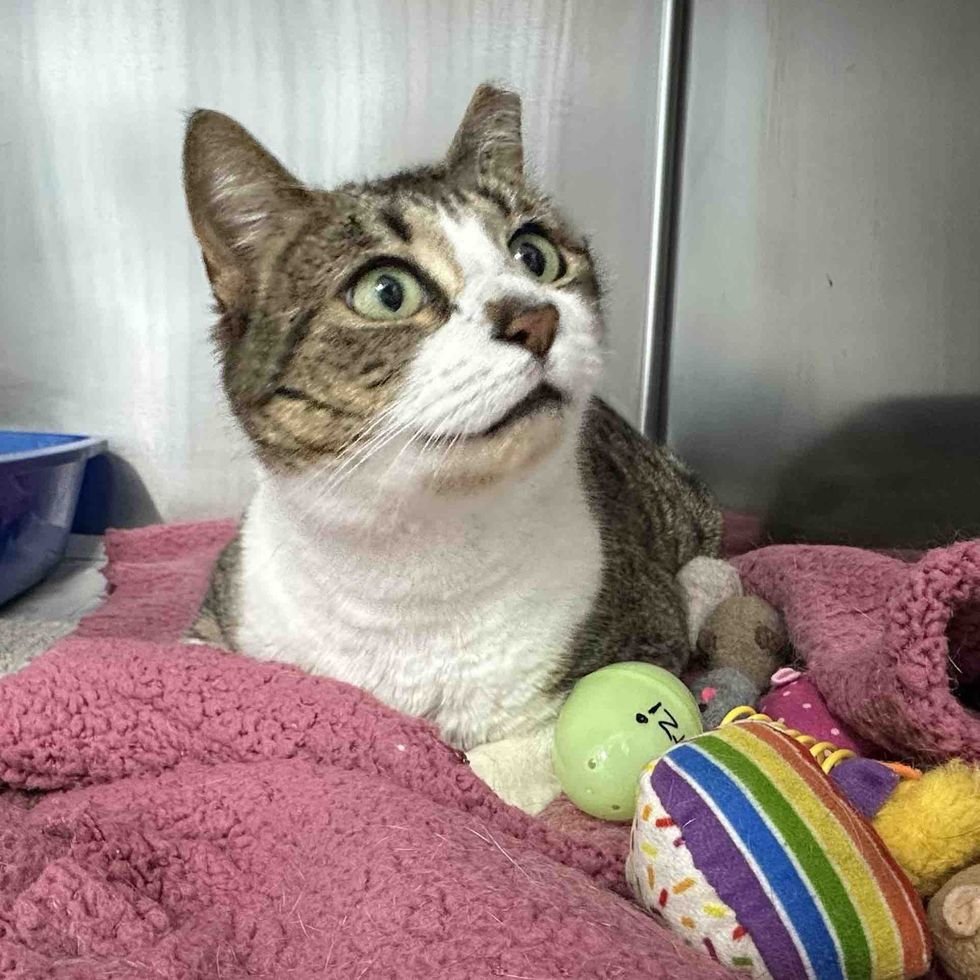 shelter cat safe