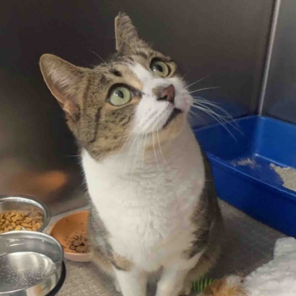 shelter cat seeking attention