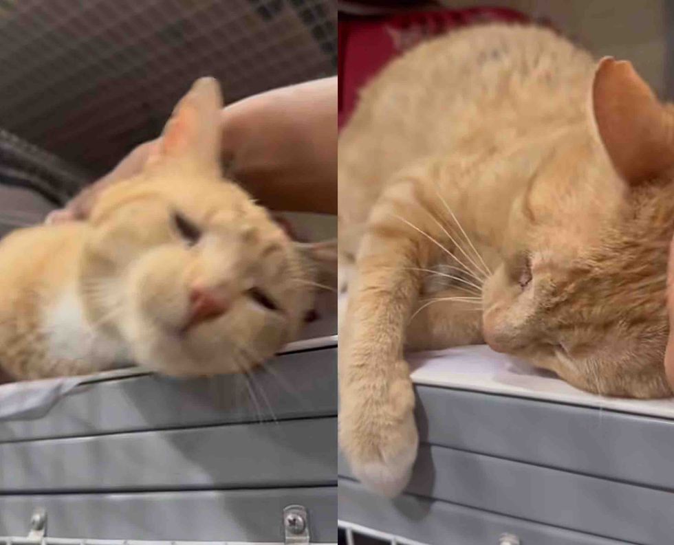 shelter cat snuggles
