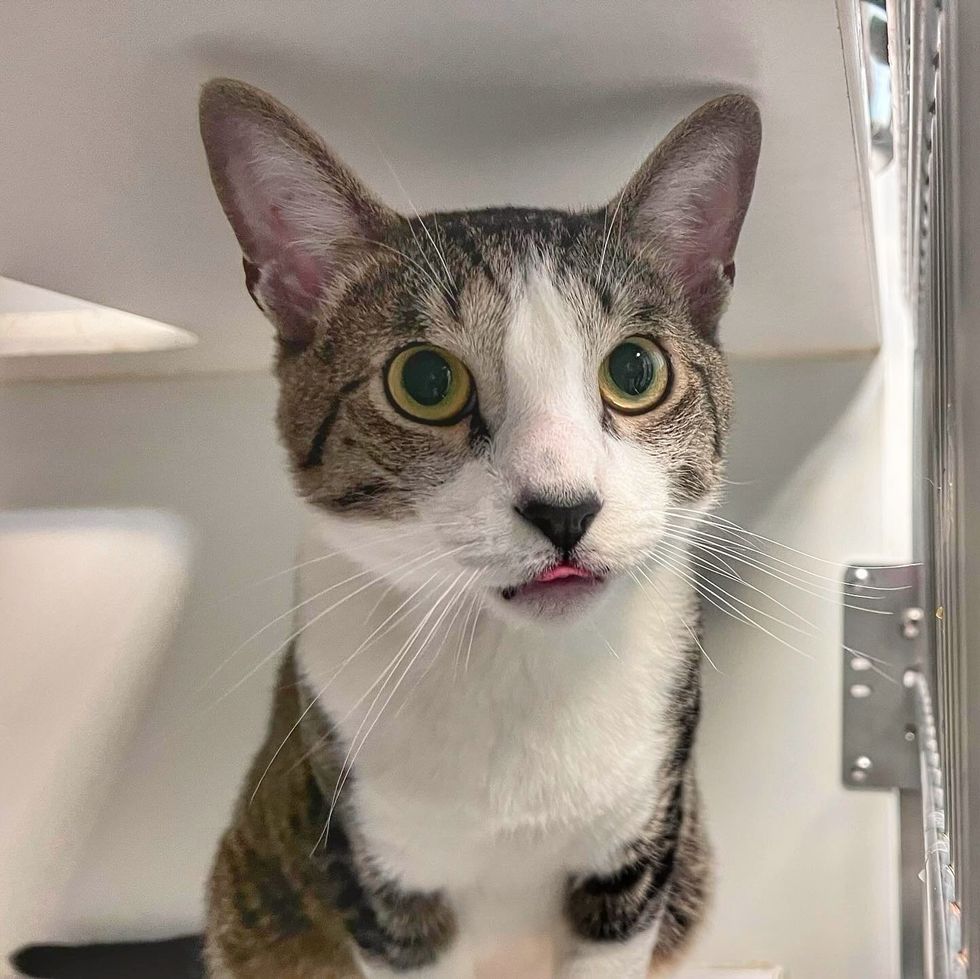 shelter cat tongue