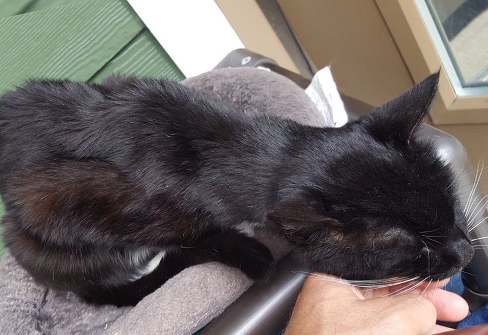 shelter cat, tuxedo