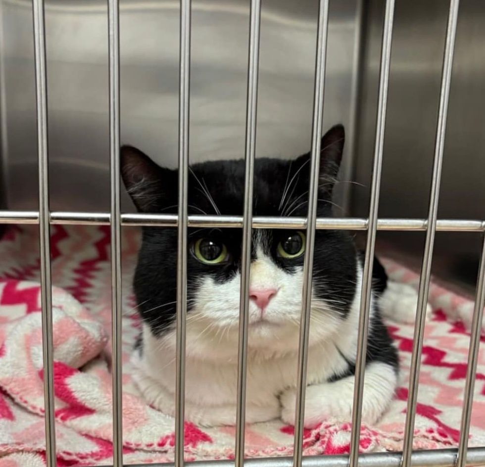 shelter cat tuxedo