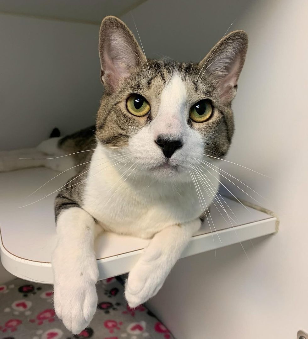 shelter cat