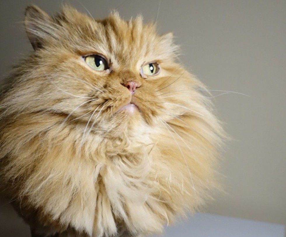 shelter fluffy ginger lion cat saves woman's life