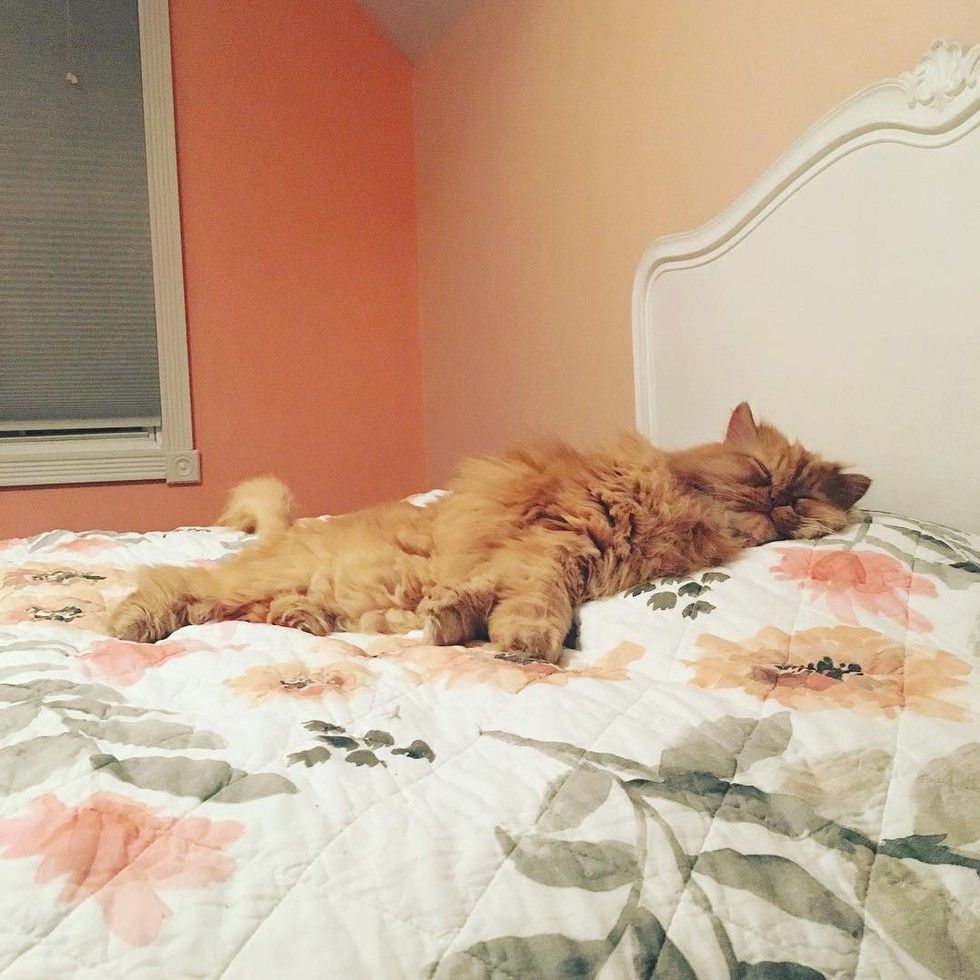 shelter fluffy ginger lion cat saves woman's life