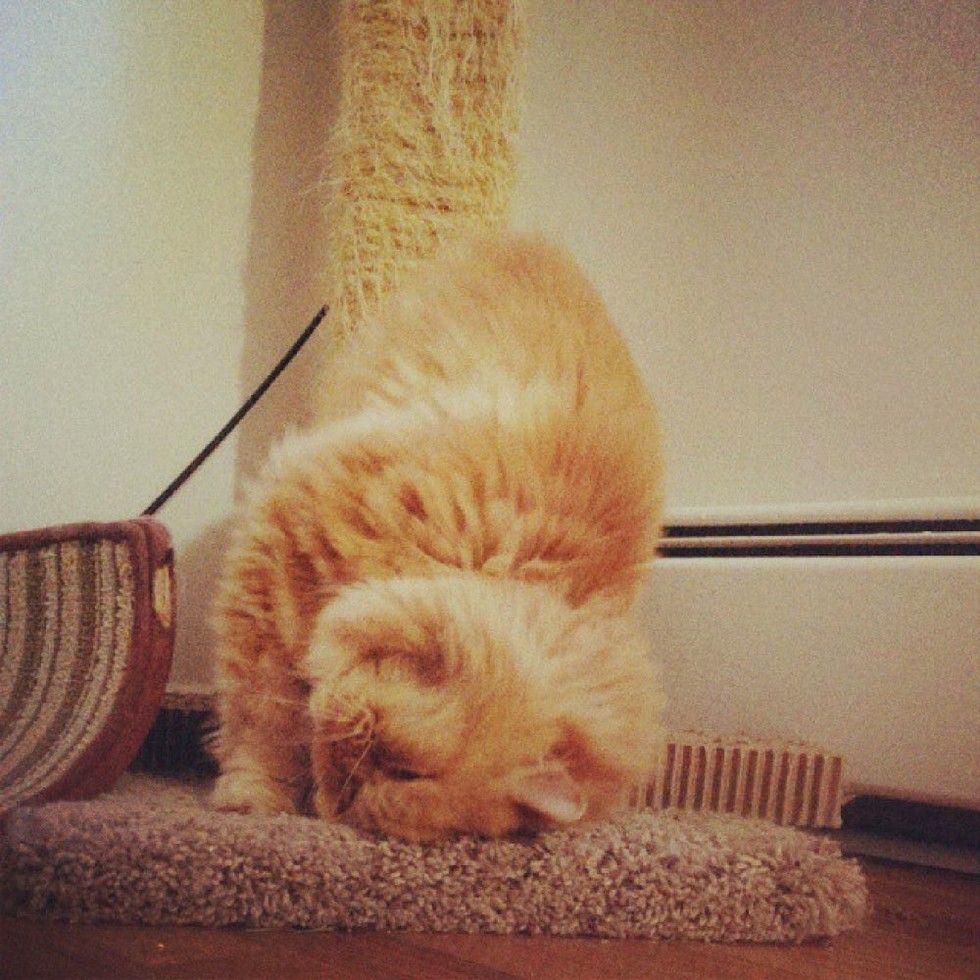 shelter fluffy ginger lion cat saves woman's life