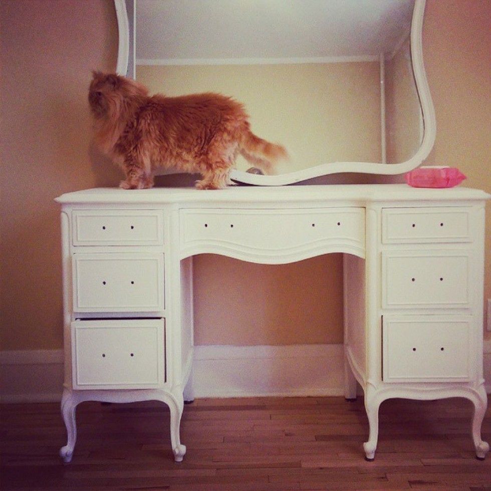 shelter fluffy ginger lion cat saves woman's life