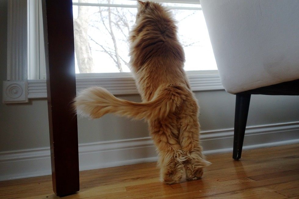 shelter fluffy ginger lion cat saves woman's life