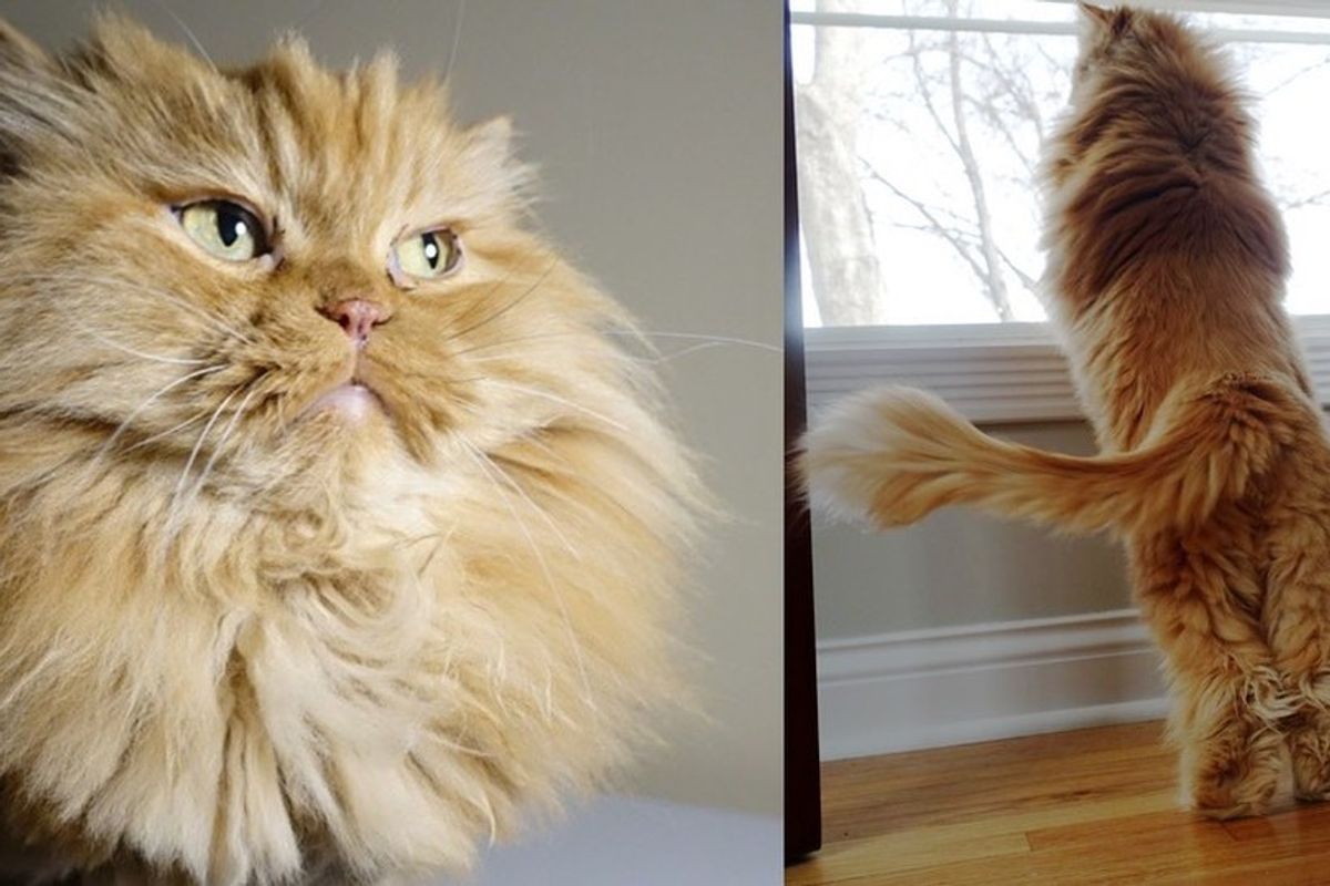 shelter fluffy ginger lion cat saves woman's life