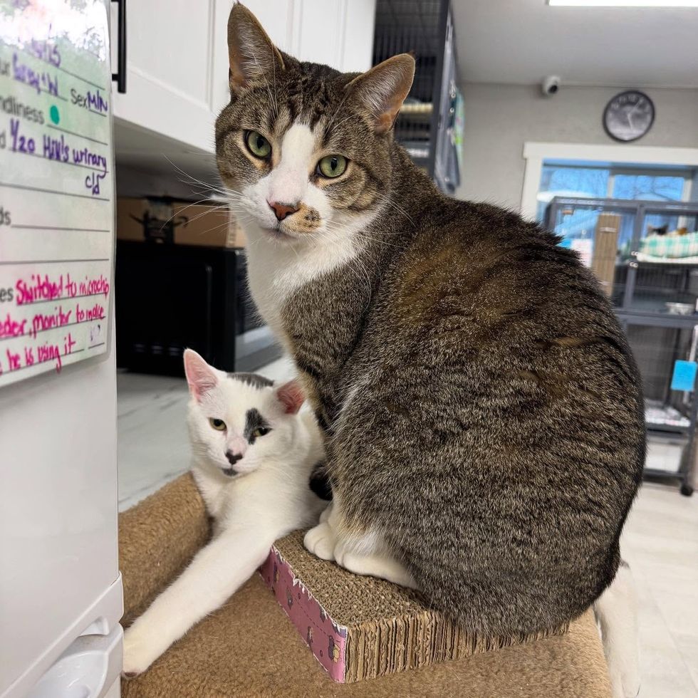 shelter kitten cat friends