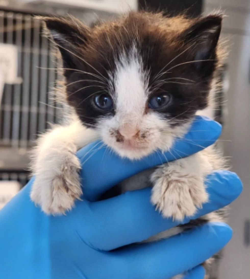 shelter kitten tiny