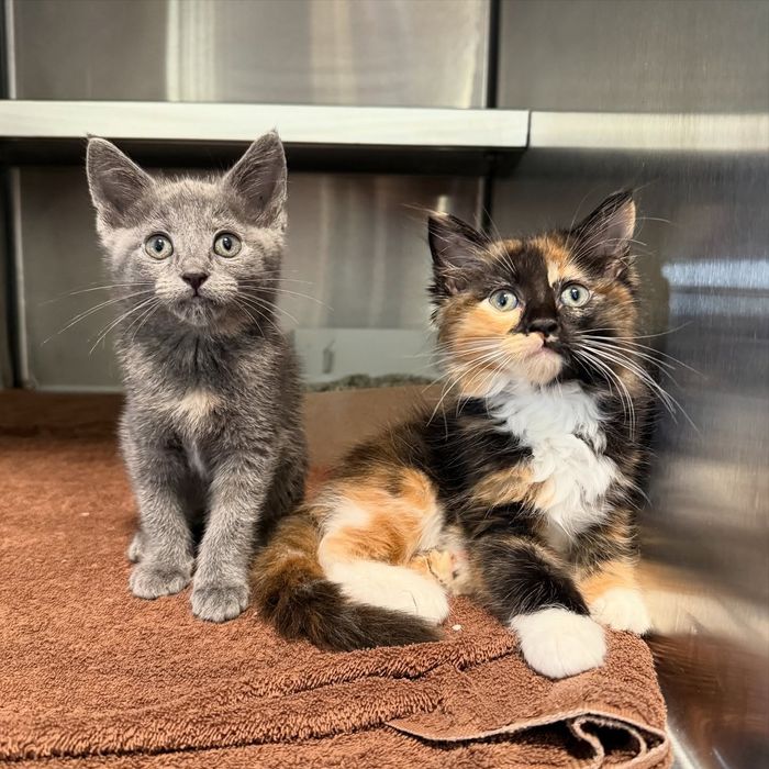 shelter kittens calico
