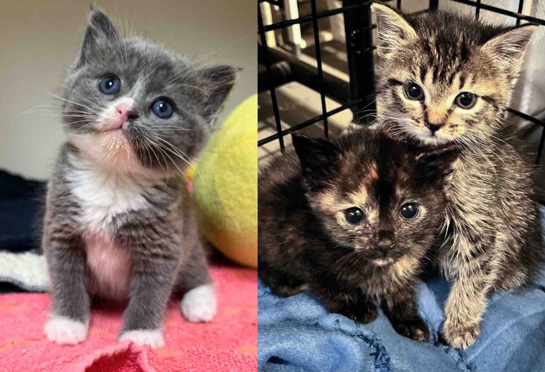 保護された子猫たち