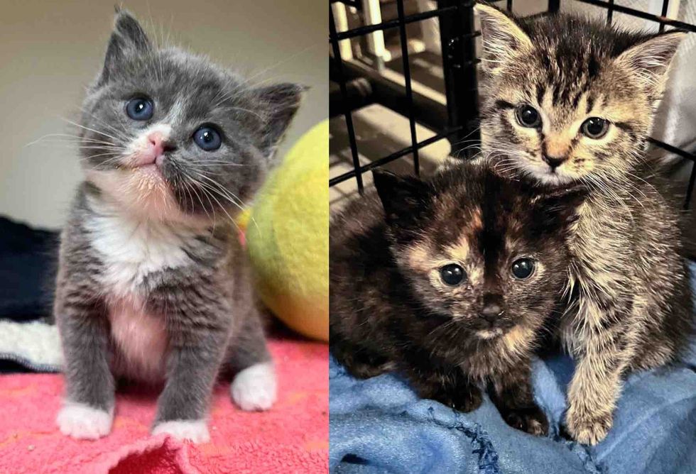 shelter kittens rescued