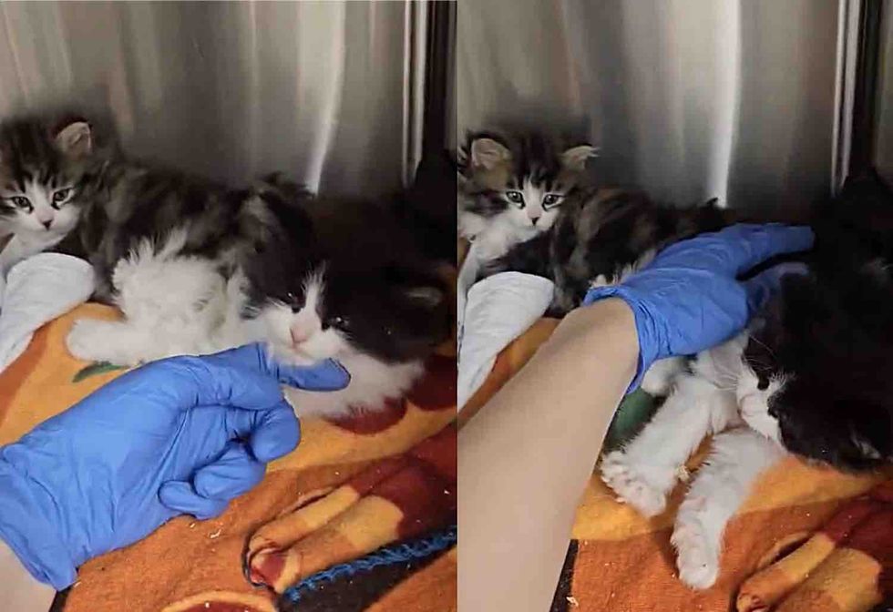 shelter kittens tiny