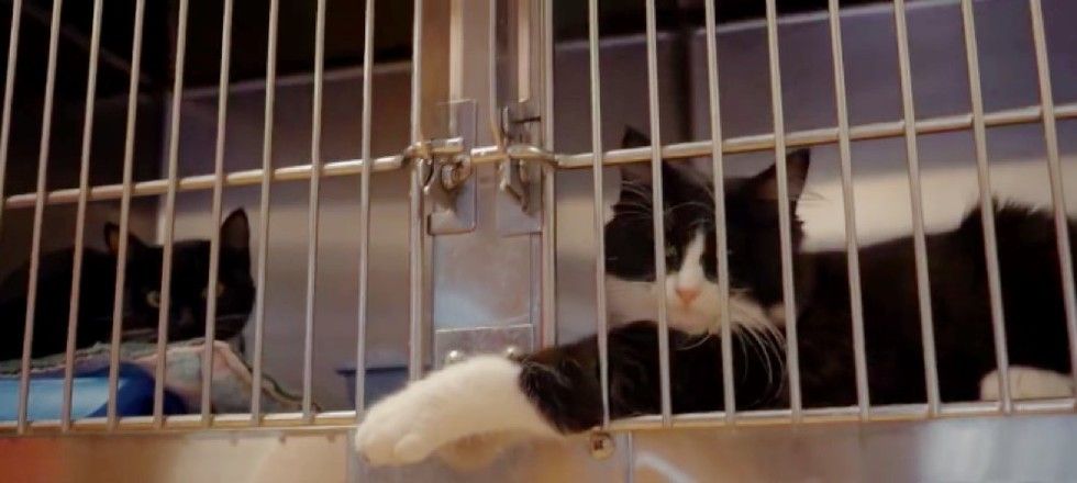 shelter saves homeless cats by giving them jobs