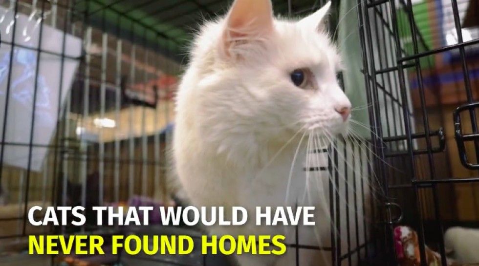 shelter saves homeless cats by giving them jobs