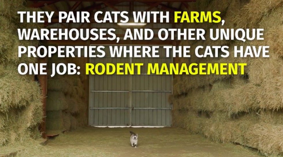 shelter saves homeless cats by giving them jobs