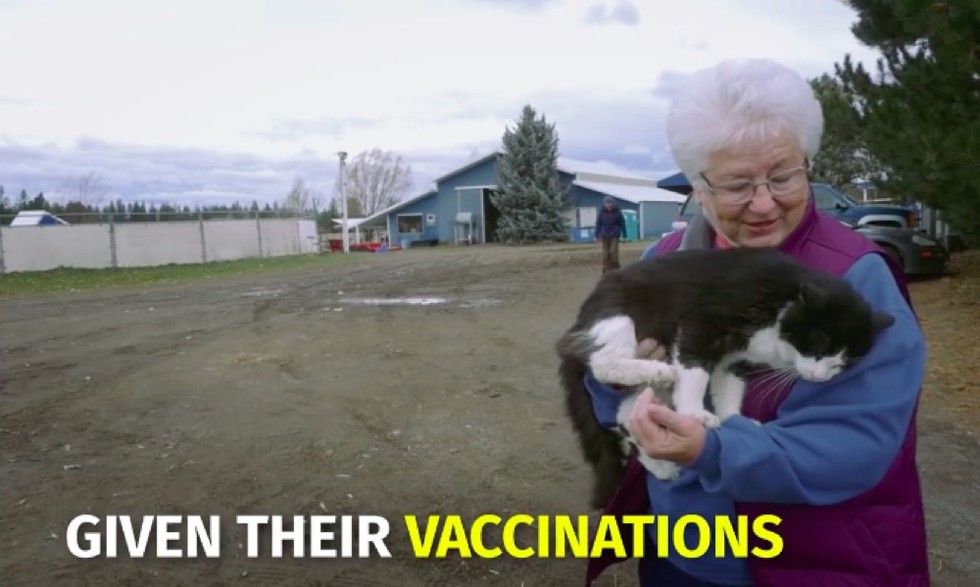 shelter saves homeless cats by giving them jobs