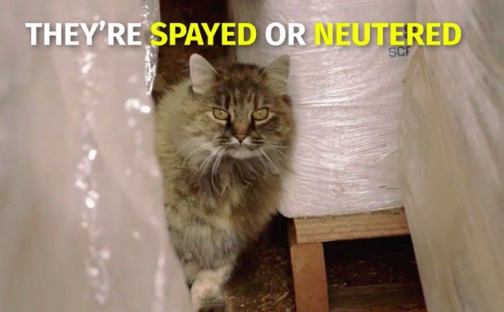 shelter saves homeless cats by giving them jobs