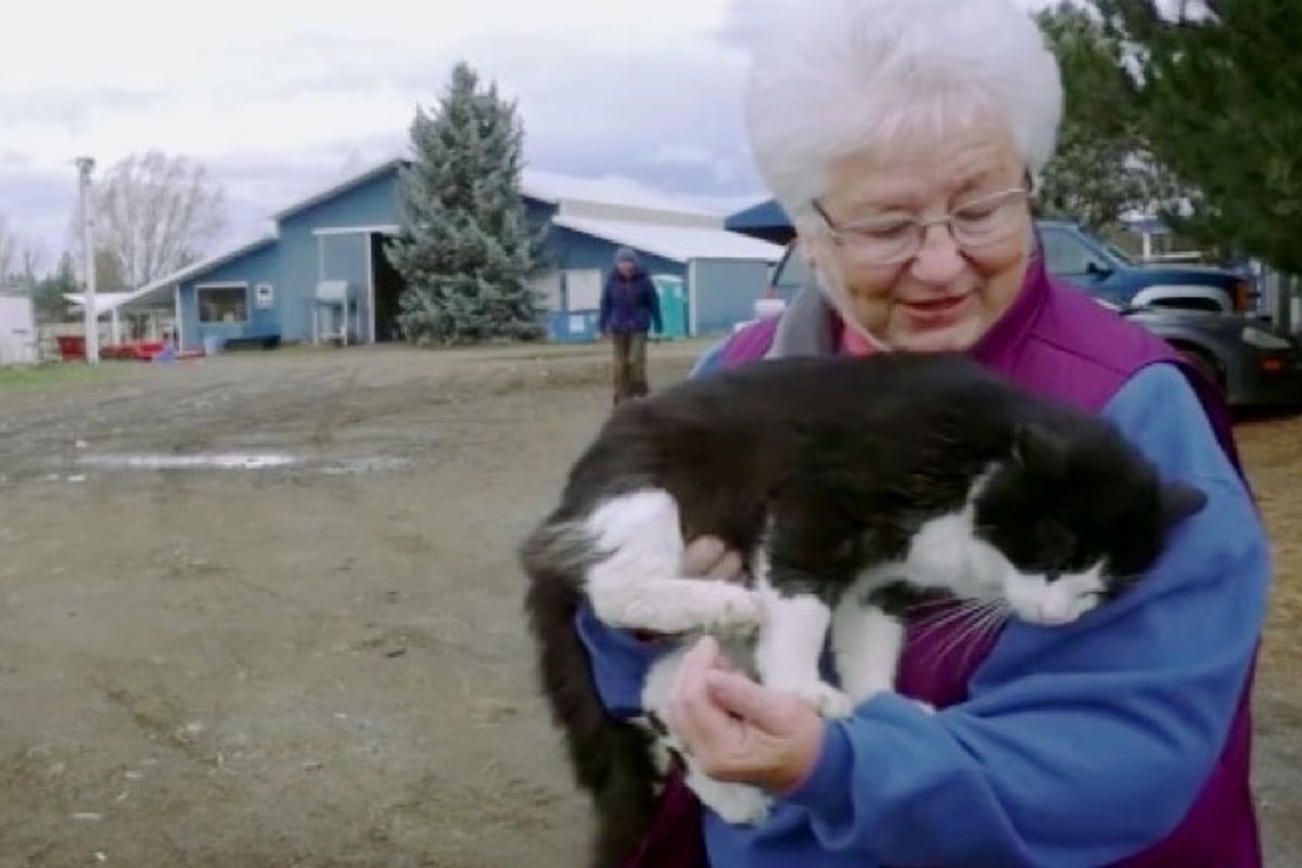 shelter saves homeless cats by giving them jobs