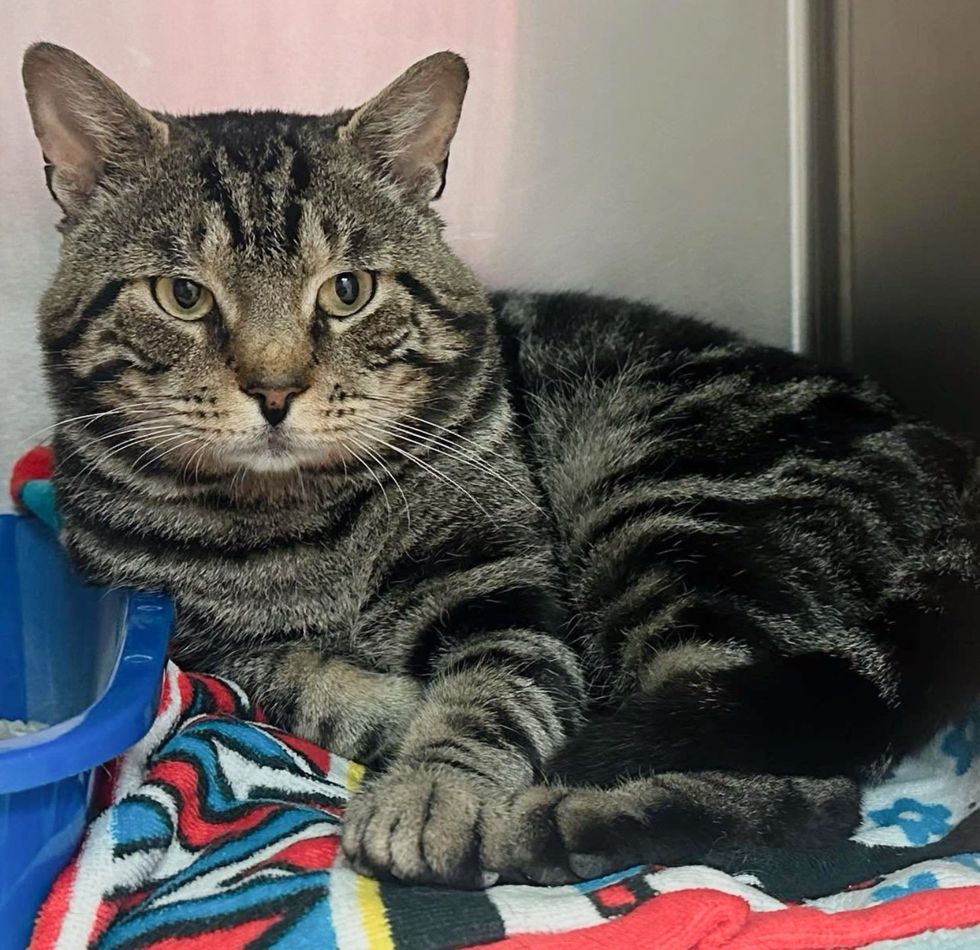 shelter tabby cat cheeks