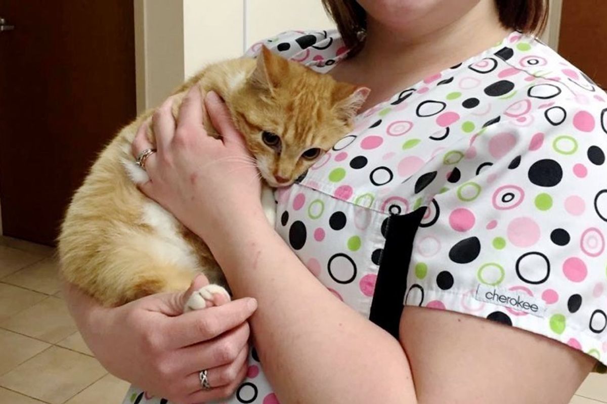 sherbert stray cat injured by car engine rescued